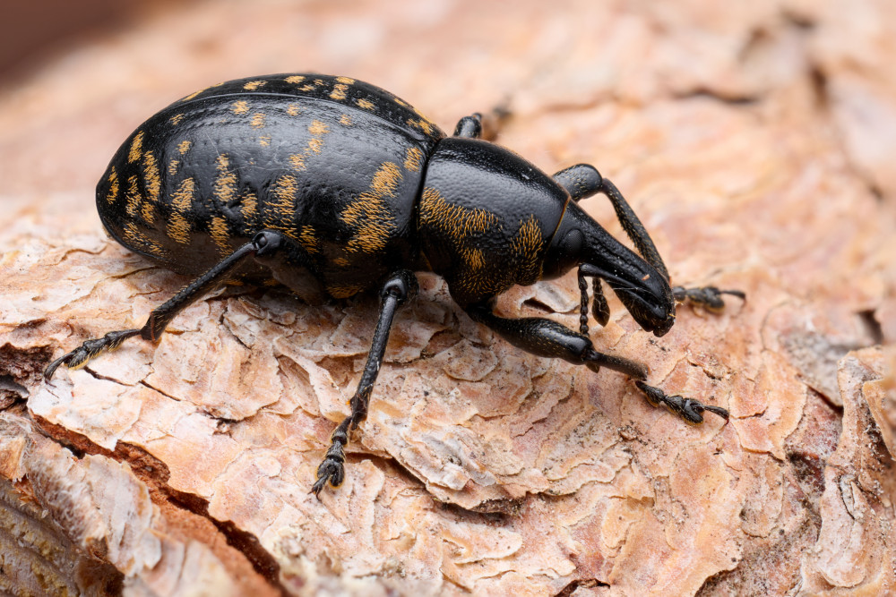 Liparus glabrirostris
