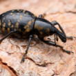 Liparus glabrirostris