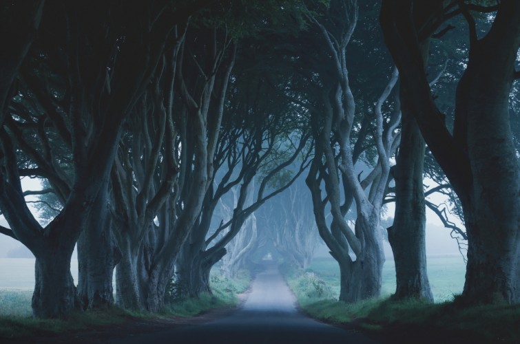 The Dark Hedges