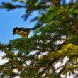 Periparus ater