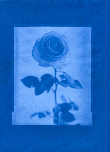 ruža - solárny papier