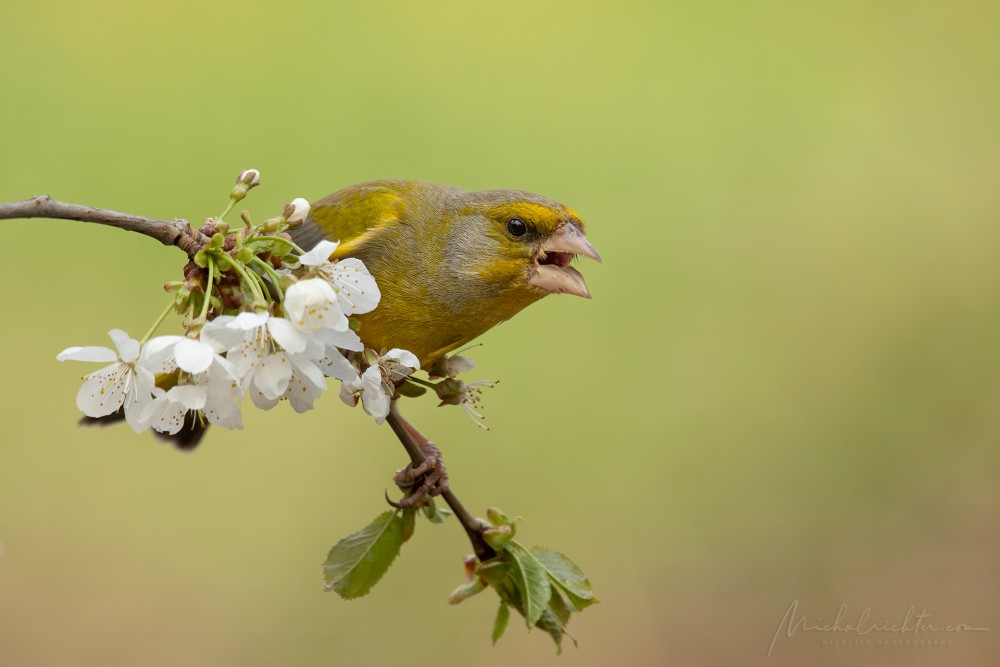 Chloris chloris (zelienka obyčajná)