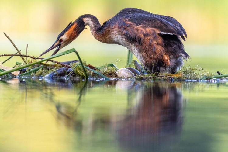 Potápka chochlatá,  The great crested grebe, Podiceps cristatus