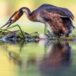 Potápka chochlatá,  The great crested grebe, Podiceps cristatus