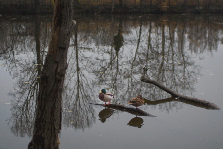 Večerné ticho na jazere