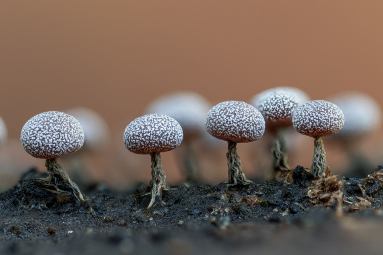 Physarum II.