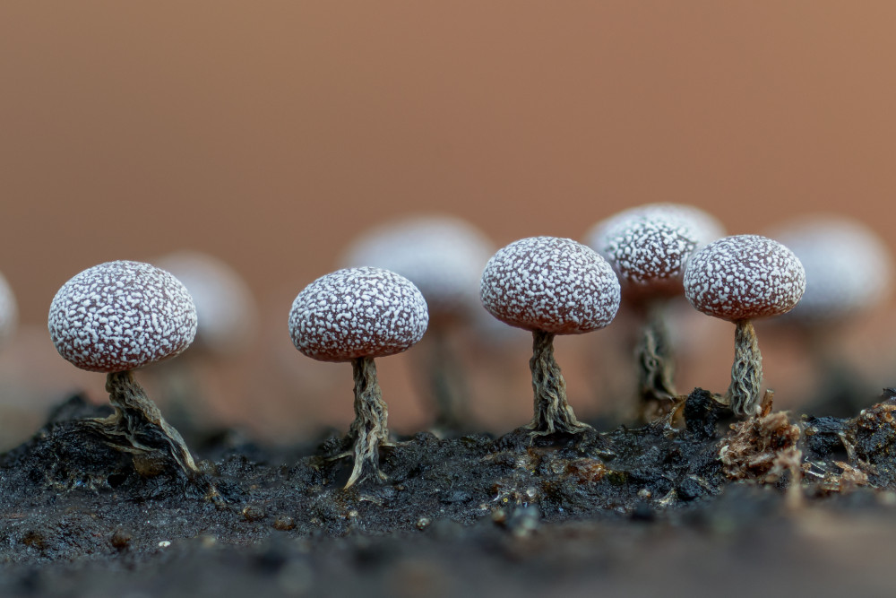Physarum II.