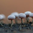 Physarum II.