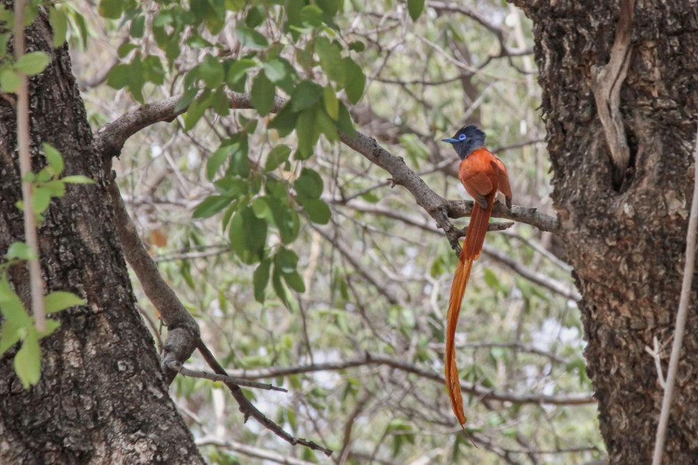 African Paradise-Flycatcher