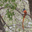 African Paradise-Flycatcher