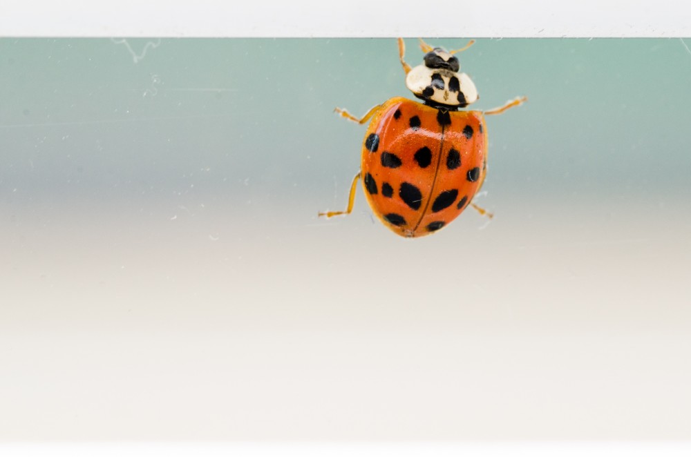 Ladybug