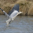 Ardea cinerea vzlet 1