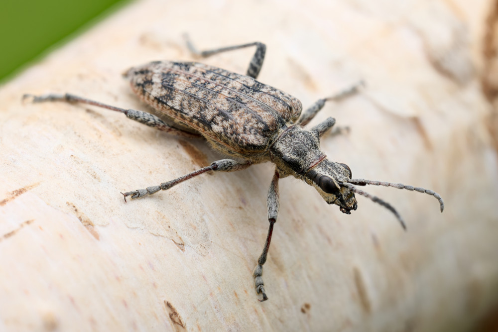Rhagium mordax