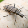 Rhagium mordax