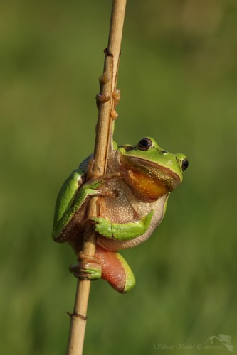 Rosnička zelená (též rosnička stromová; Hyla arborea