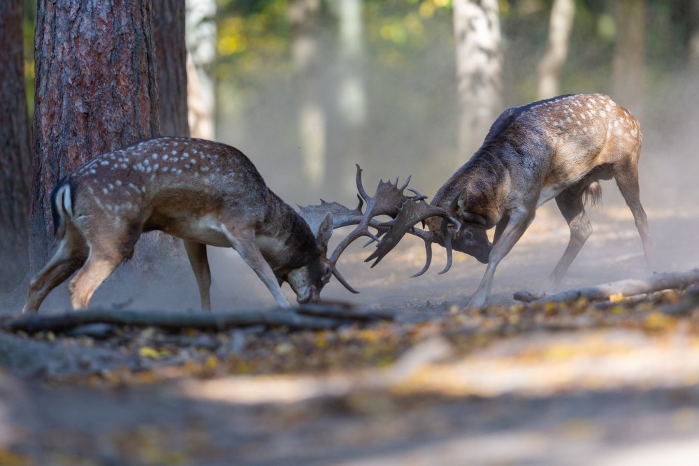 Daniel škvrnitý, Fallow deer (Dama dama)