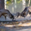 Daniel škvrnitý, Fallow deer (Dama dama)