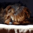 Poobedná siesta
