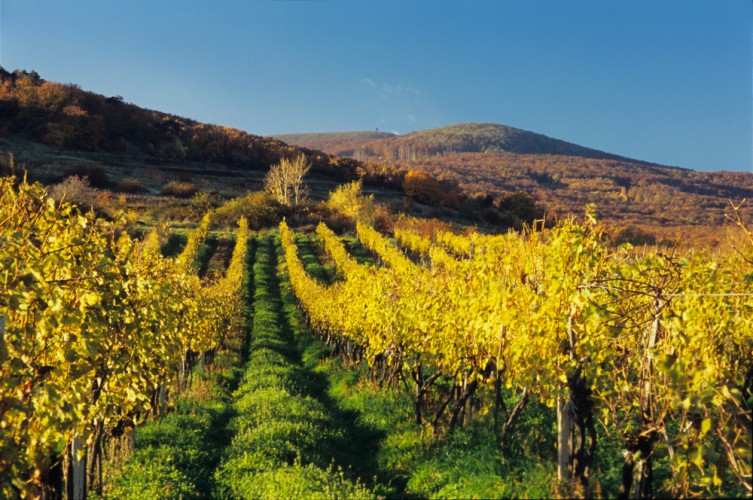 Jesenne vinohrady v Modre