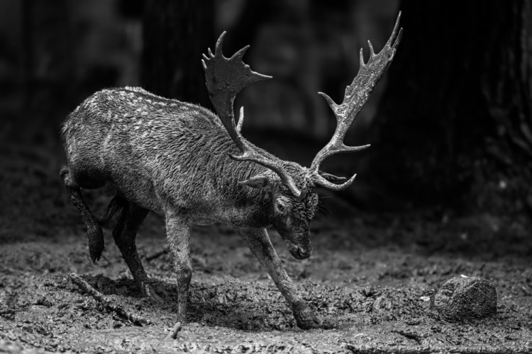 Daniel škvrnitý, The fallow deer (Dama dama)