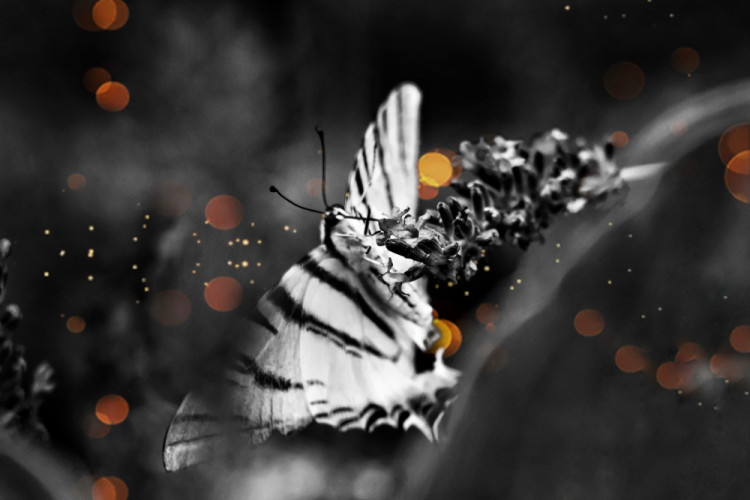 Motyl