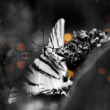 Motyl