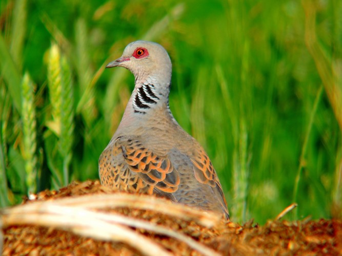 Hrdliča polná-Streptopelia-turtur.