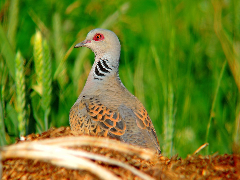 Hrdliča polná-Streptopelia-turtur.