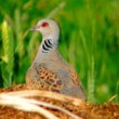 Hrdliča polná-Streptopelia-turtur.