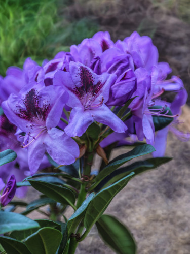 Rhododendron ,,Metallica,,