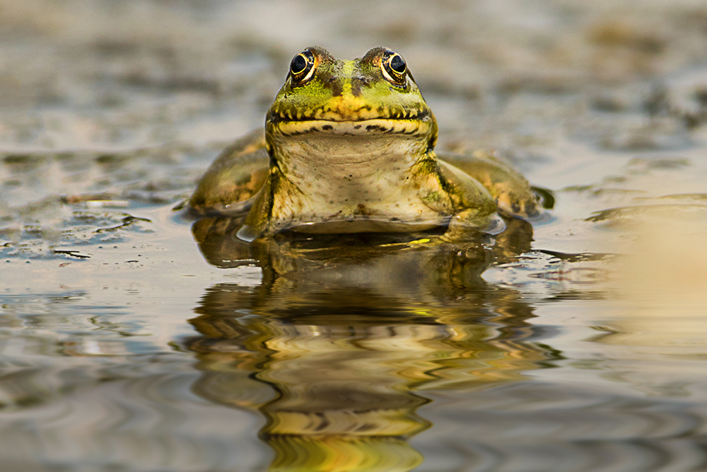 Skokan zelený (Pelophylax esculentus)