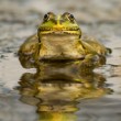 Skokan zelený (Pelophylax esculentus)
