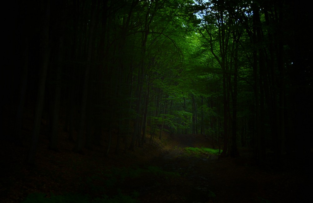 Tajomný les
