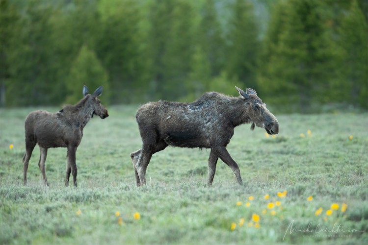 Alces alces (los mokraďový)