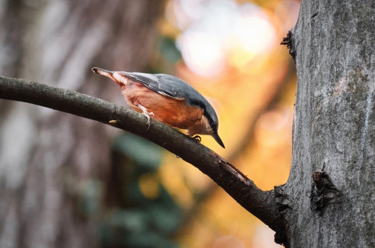Wildlife