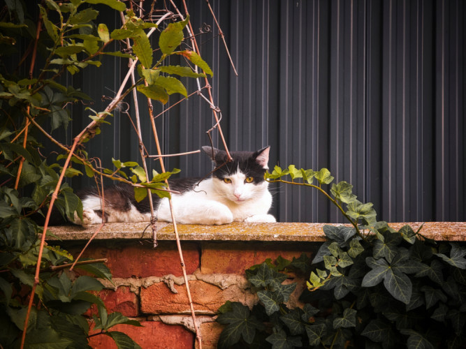 Model