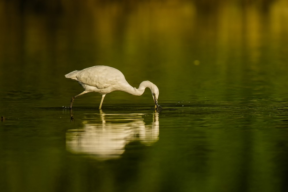 Volavka bílá (Ardea alba)