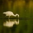 Volavka bílá (Ardea alba)