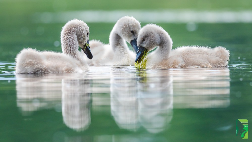 labuť veľká (Cygnus olor) - mláďatá