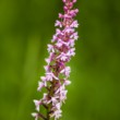 orchidea