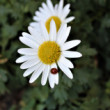 lienka