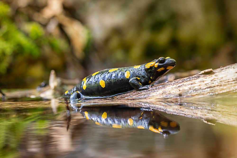 salamandra :)