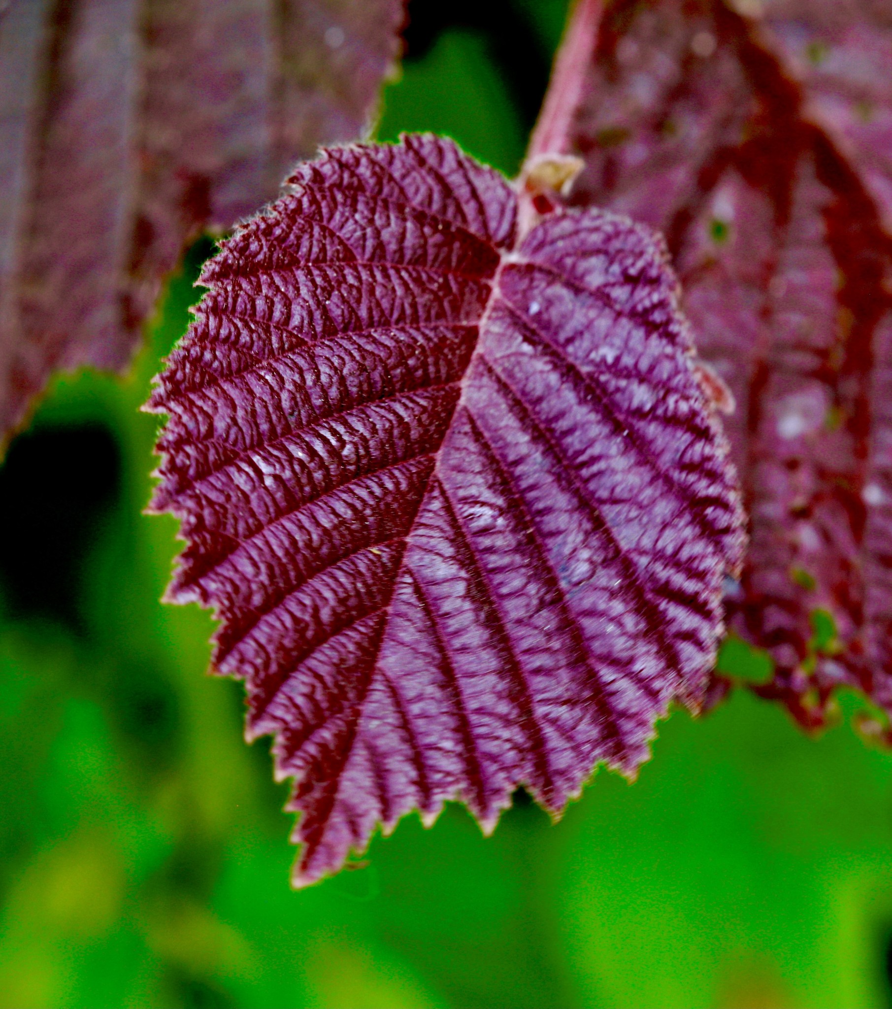 listok - Galéria | Fotoma.sk