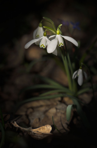 Královná bielych lupení