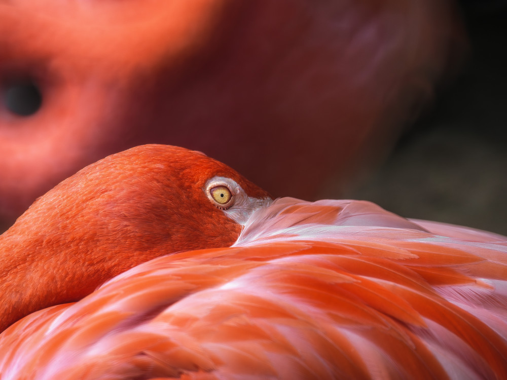 Plameniak červený (Phoenicopterus ruber)