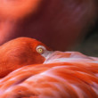 Plameniak červený (Phoenicopterus ruber)