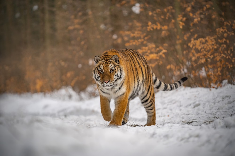 tiger ussurijský