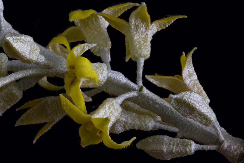 Hlošina úzkolistá (Eleagnus angustifolia)