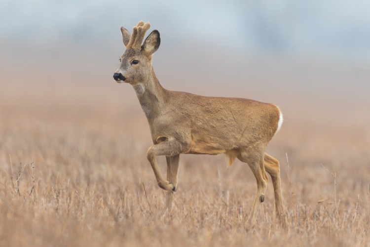 Srnec lesný (Capreolus capreolus)