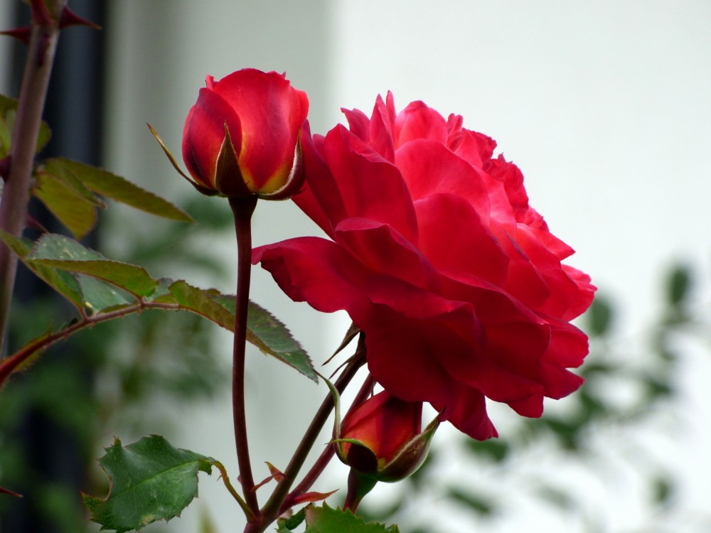 Krásna ruža ako duša poctivého dievčaťa